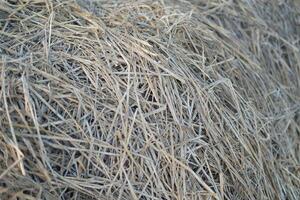 dry grass texture background, close up of dry grass in the field photo