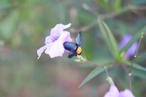 Bumblebee on purple flower in garden. Shallow depth of field. photo