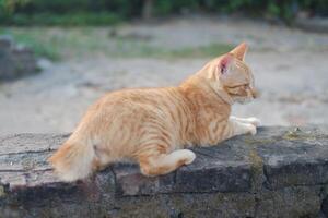 cat sit on the wall in the garden, soft focus photo