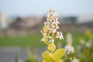 White flowers in the garden on a sunny day. Selective focus. photo
