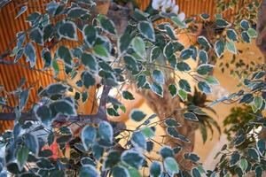 close up of a green ficus in the restaurant photo