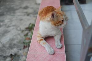 Cute cat sitting on the floor in the park. Selective focus. photo