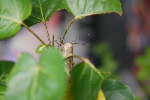 A grasshopper perched on a branch photo