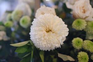 White chrysanthemum flower with green leaves in a bouquet photo