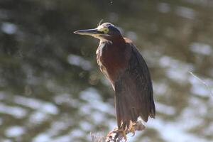 green heron resting on limb photo