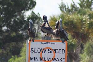 group of brown pelicans resting on sign photo