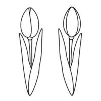 Set of 2 outline drawn tulips flower. Design elements for coloring book or springtime greetings. Isolate. EPS. Sticker. Icon. for cards, pointer, poster, banner or web, billboards, promo, price vector
