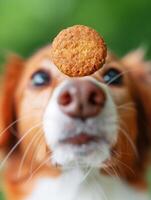 dog's nose close-up with treat in focus, blurry background. photo