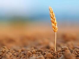 single wheat ear rising from dry soil, nature's resilience, macro photography. photo