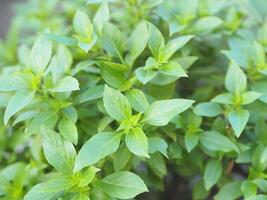 Sweet basil is light green with wide leaves while Thai basil has purple stems and flowers and spear-like leaves photo