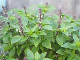 Sweet basil is light green with wide leaves while Thai basil has purple stems and flowers and spear-like leaves photo