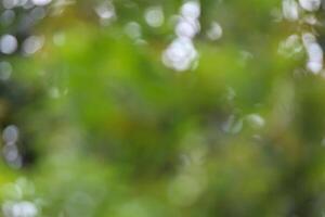 Defocused abstract dense foliage background photo