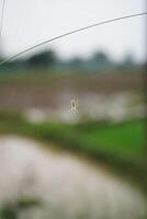 spider on the web photo