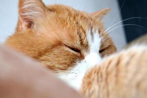 Portrait of a red cat with a cunning squinting glance isolated on white photo
