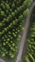An aerial view of the Pine trees Forest with sunset scene, Vertical . video