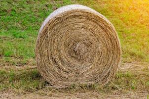 Hay bales. Hay bales are stacked on the field in large stacks. Harvesting in agriculture. photo