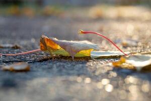 A perspective shot of a fallen yellow maple leave on a road photo