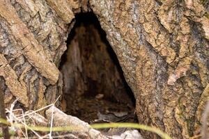 A close up of a tree trunk with a piece of wood that has the word wood on it. photo