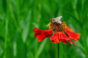 Wetern Honey Bee Apis mellifera on helenium flower photo