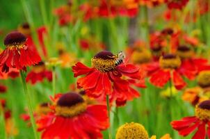Wetern Honey Bee Apis mellifera on helenium flower photo