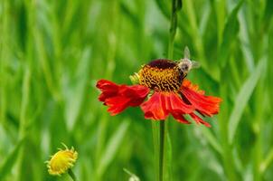 Wetern Honey Bee Apis mellifera on helenium flower photo