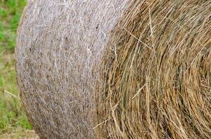 Hay bales. Hay bales are stacked on the field in large stacks. Harvesting in agriculture. photo