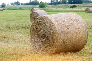 Hay bales. Hay bales are stacked on the field in large stacks. Harvesting in agriculture. photo