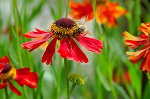 Wetern Honey Bee Apis mellifera on helenium flower photo