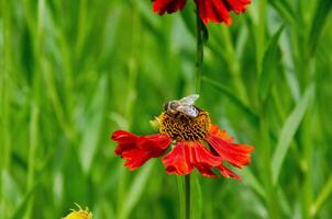 Wetern Honey Bee Apis mellifera on helenium flower photo