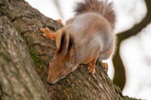 Close-up shot of the Red Squirrel photo