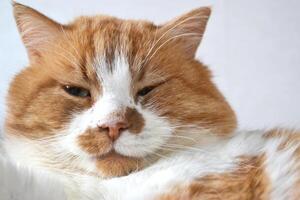 Portrait of a red cat with a cunning squinting glance isolated on white photo