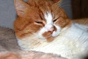 Portrait of a red cat with a cunning squinting glance isolated on white photo