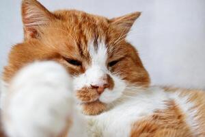 Portrait of a red cat with a cunning squinting glance isolated on white photo