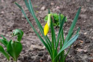 A daffodil in a garden with the sun shining on them. photo