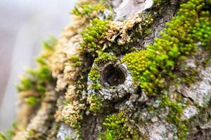 A tree trunk with moss on it and a sky background photo