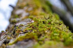 A tree trunk with moss on it and a sky background photo