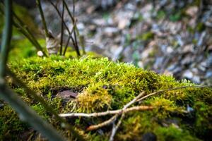 A tree trunk with moss on it and a sky background photo