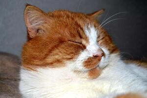 Portrait of a red cat with a cunning squinting glance isolated on white photo
