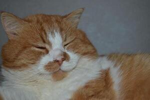 Portrait of a red cat with a cunning squinting glance isolated on white photo