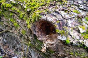 A tree trunk with moss on it and a sky background photo