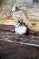 A mushroom sits on a log in the woods. photo