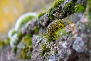 A tree trunk with moss on it and a sky background photo