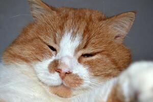 Portrait of a red cat with a cunning squinting glance isolated on white photo