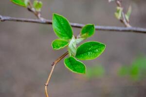A tree branch with green leaves and the word maple on it photo