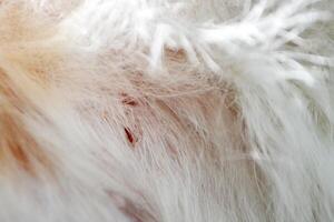 orange striped cat with wounded ear . High quality photo