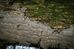 A tree trunk with green moss on it photo
