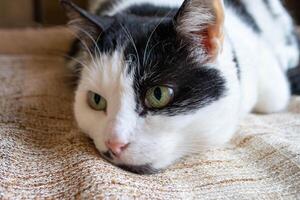 A black and white cat with a green eye is sleeping on a brown and tan blanket. photo