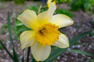 A daffodil in a garden with the sun shining on them. photo