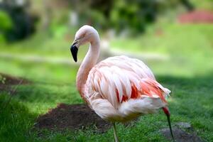 American flamingo or Caribbean flamingo. photo