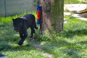 This animal is a variant of several spices, such as the jaguar or the leopard. photo
